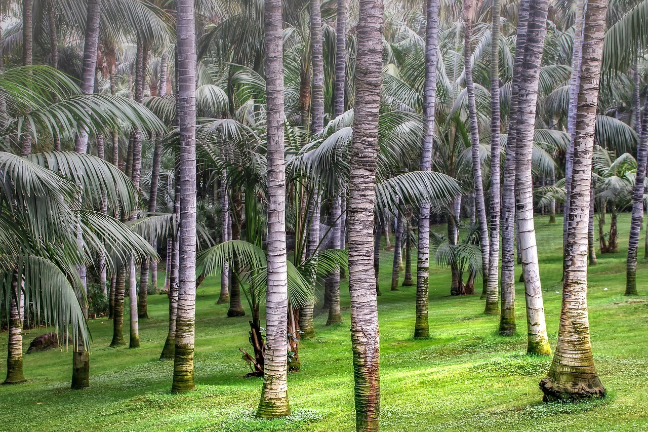 How Palm Oil Contributes To Climate Change